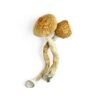 Psilocybin – Golden Teacher