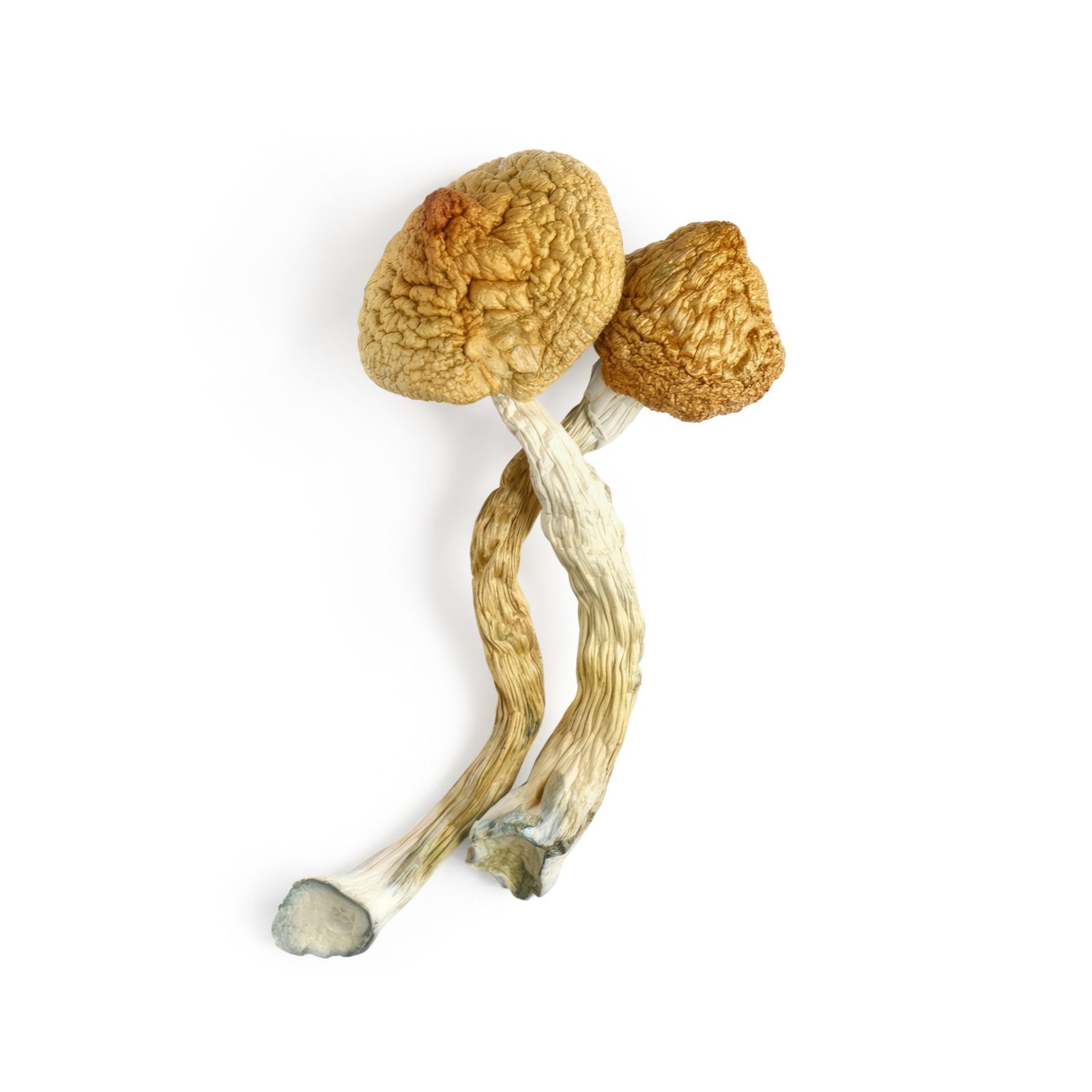 Psilocybin – Golden Teacher